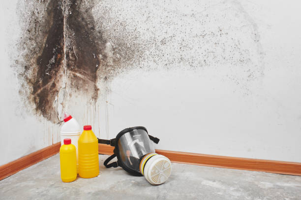 Best Certified Mold Removal  in Kaser, NY