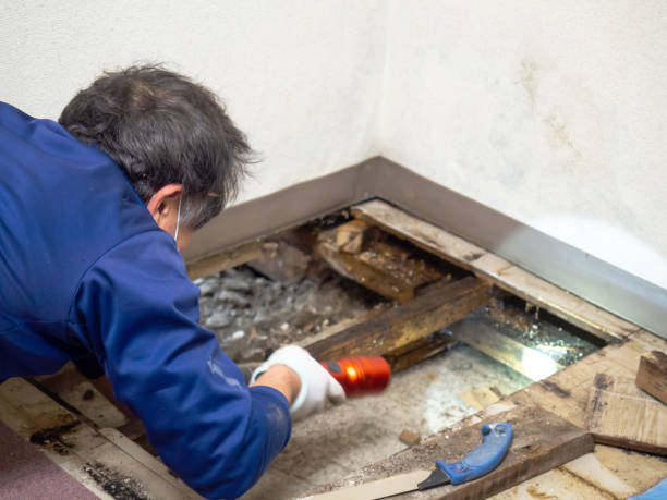 Best Attic Mold Removal  in Kaser, NY