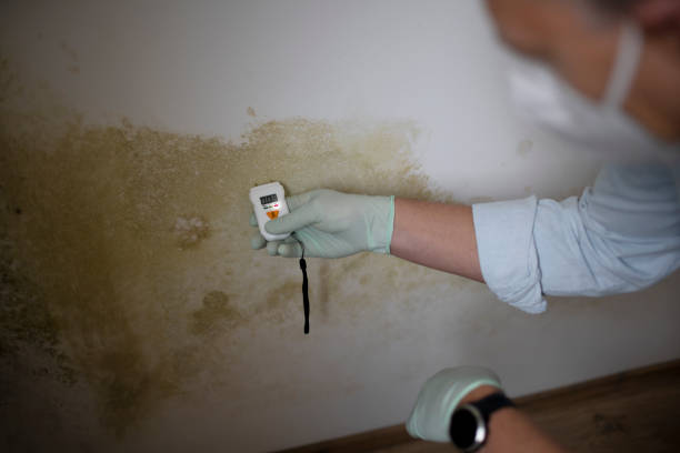 Home Mold Removal in Kaser, NY