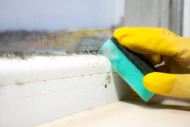 Best Mold Testing  in Kaser, NY