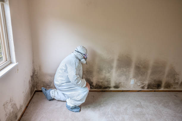 Best Professional Mold Removal  in Kaser, NY