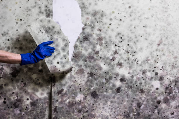 Best Fast Mold Removal  in Kaser, NY