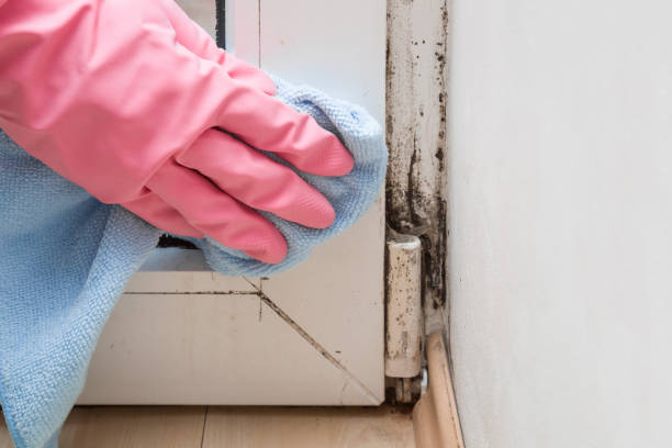 Office Mold Removal Services in Kaser, NY