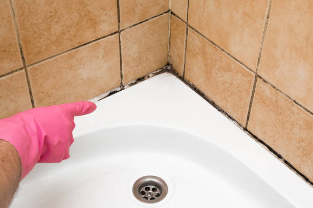 Best Mold Remediation  in Kaser, NY