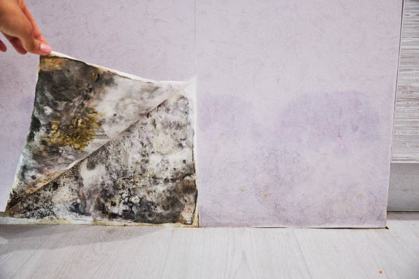 Best Affordable Mold Removal  in Kaser, NY